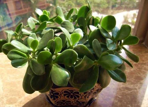 上海能去除苯污染的植物汇总(图1) 上海能去除苯污染的植物汇总(图1)